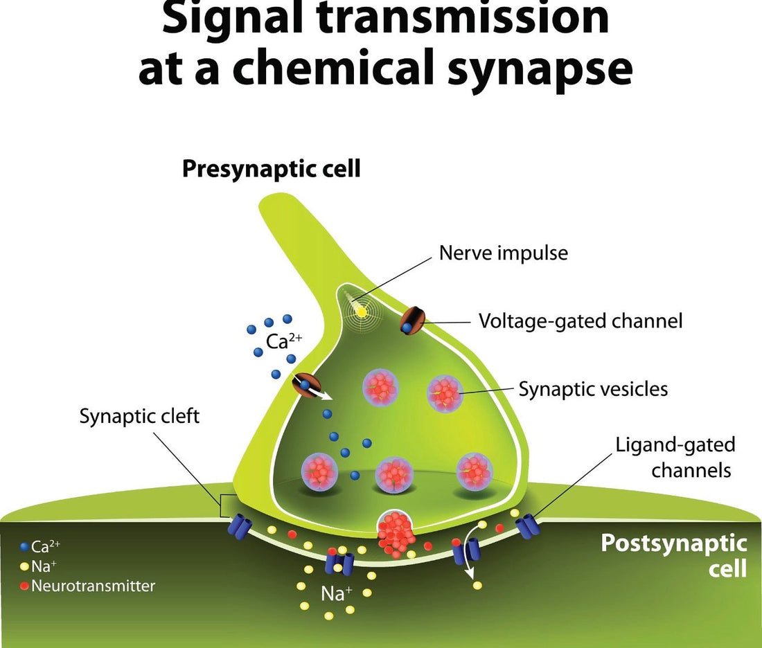 Molecular Me: Your Body Is a Communication System